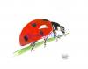 Coccinelle1.jpg