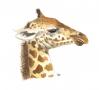 Girafe1.jpg