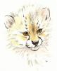 Petit_guepard.jpg