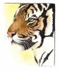 Tigredapres_AM_Lacaze.jpg