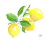 Citrons2.jpg